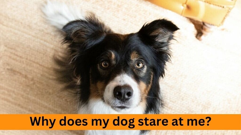 why dog stares at you